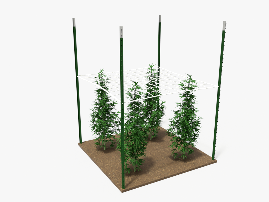 Showing T Posts being used for cannabis horizontal trellising