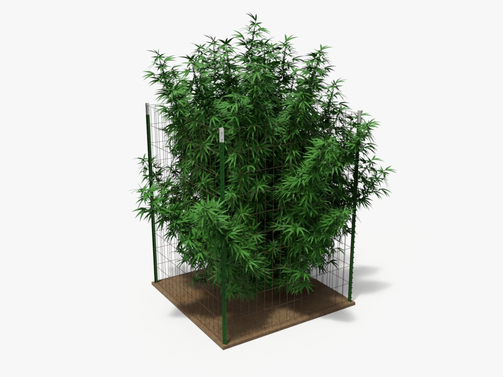 Showing T Posts being used for cannabis vertical trellising